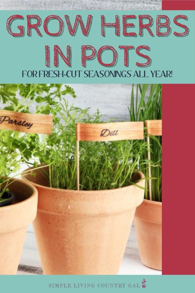 how to grow herbs in pots. A flower pot with herbs growing inside