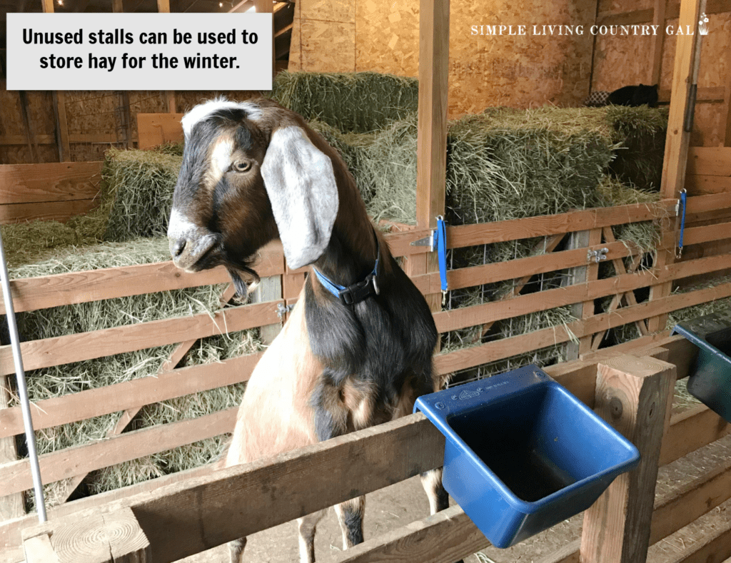 a buck goat standing on a gate in a barn with piles of hay in the background