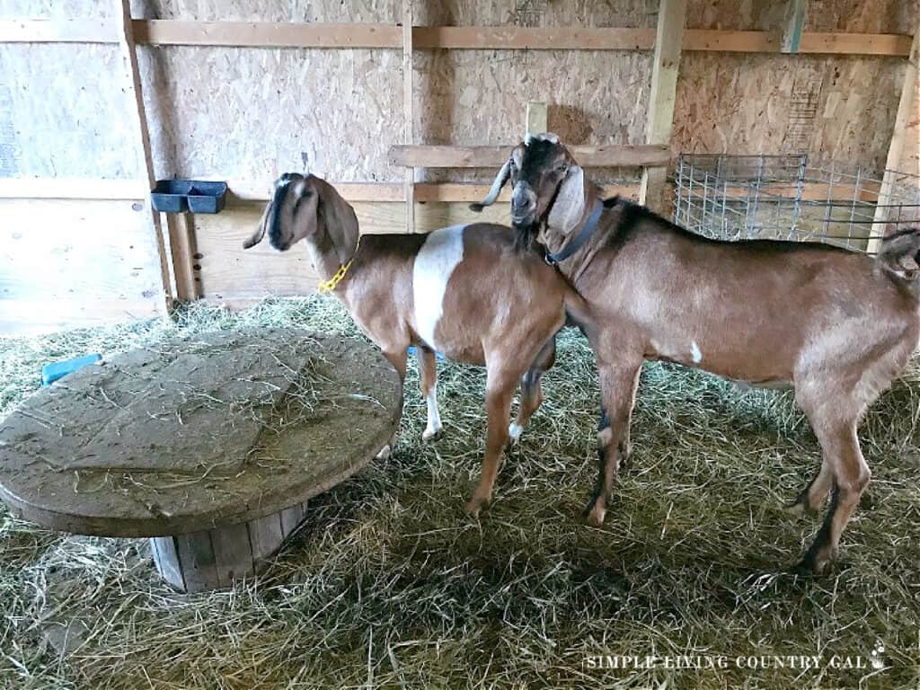 a doe and a buck breeding