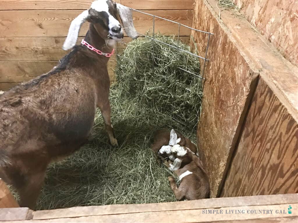 a doe goat with her young newborn twin kids in a stall