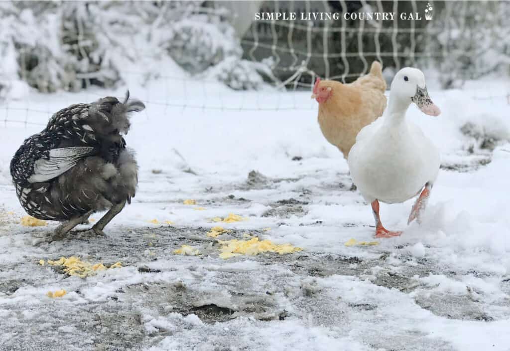 a duck and two chickens out in the snow