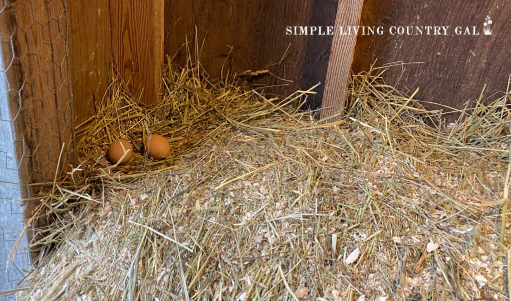 a group of eggs on a hay bale