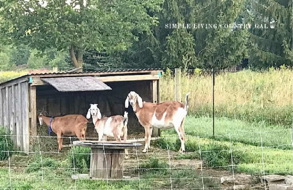 a lean-to shelter outside with goat bucks standing in front eating