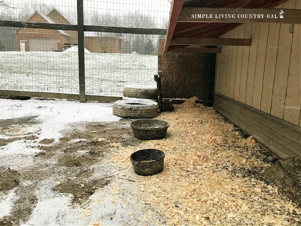 a winter chicken run with tires, wood shavings and roof for protection