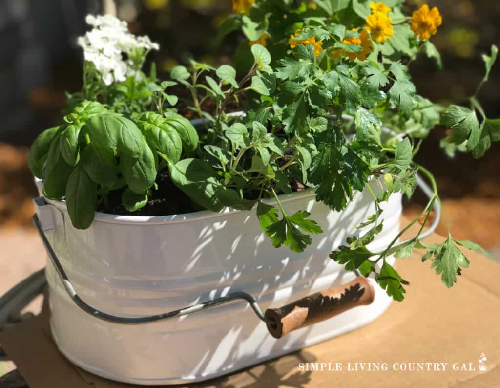 basil growing in a herb container of misc plants