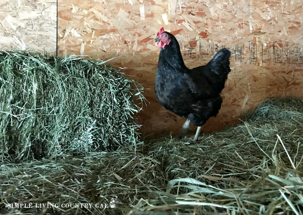 chicken on fresh hay making a nest