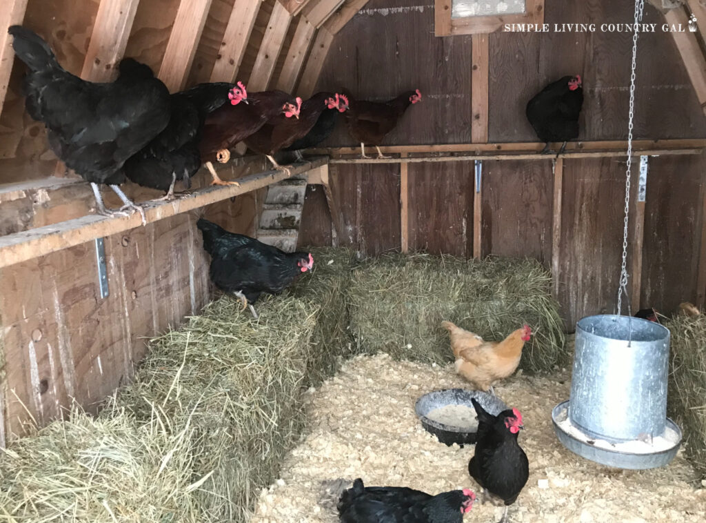 chickens on a diy chicken roost