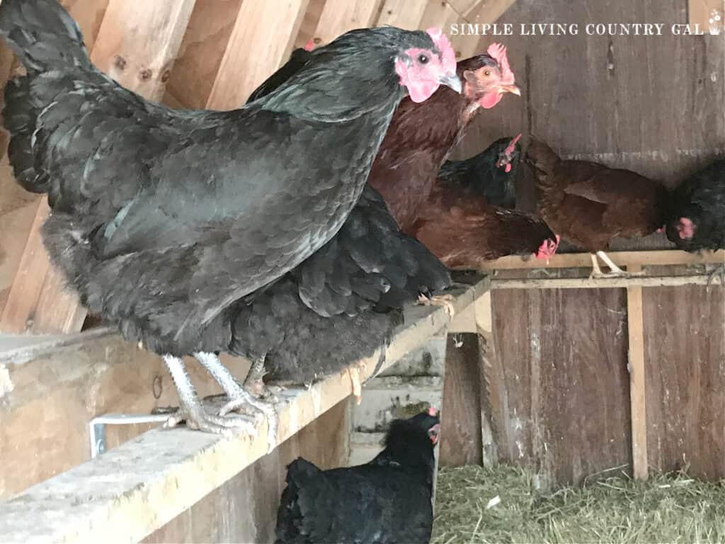 chickens perched on a chicken roost inside of a coop