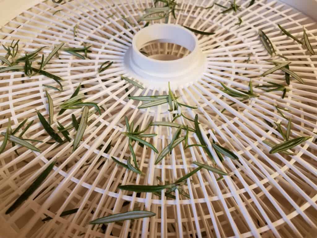 green rosemary leaves in white plastic food dehydrator
