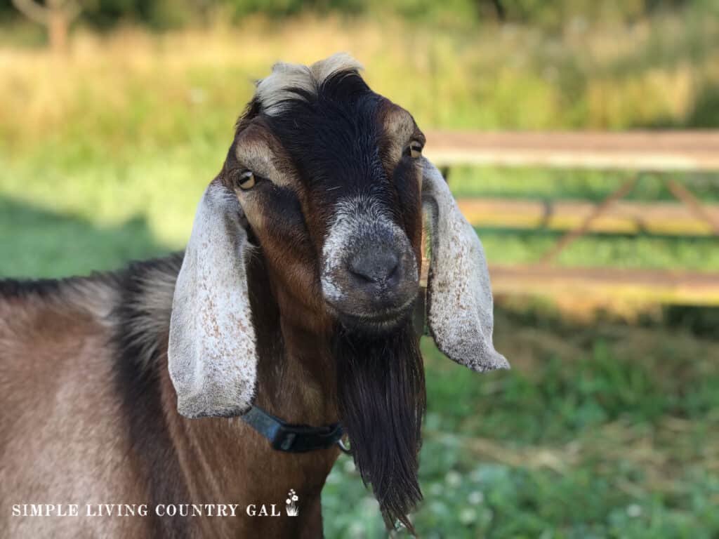 goat buck in a field