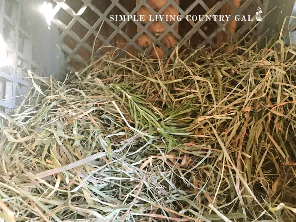 herbs in a chicken's nesting box