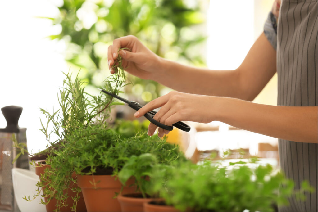 The first step in learning how to dry herbs is to gather cuttings from your herb plants. 