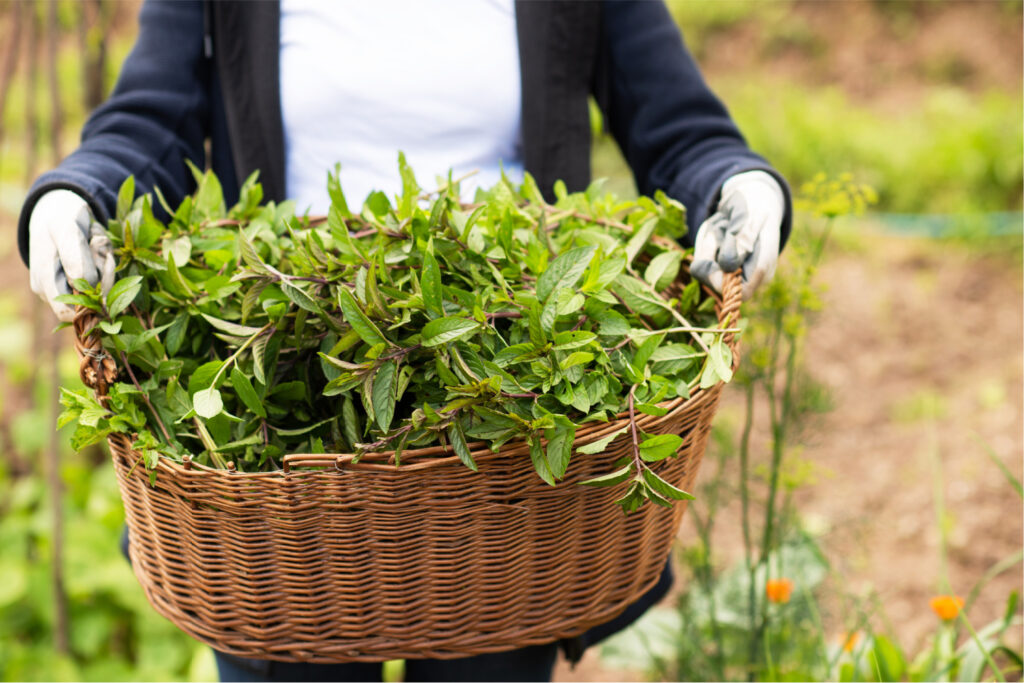 This bushel of fresh-picked herbs will be frozen so they can be used in aromatic cooking the whole year. 