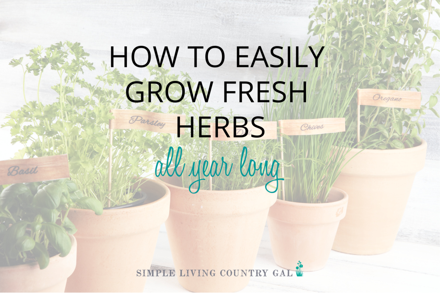 fresh herbs growing in pots
