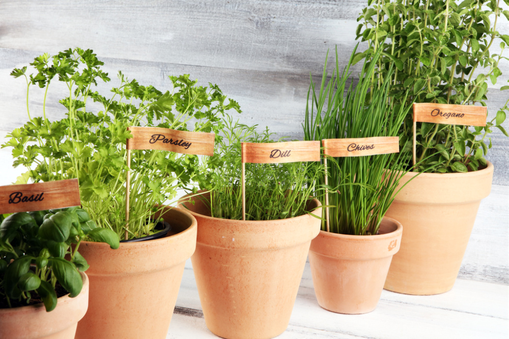 Fresh herbs growing in plant pots
