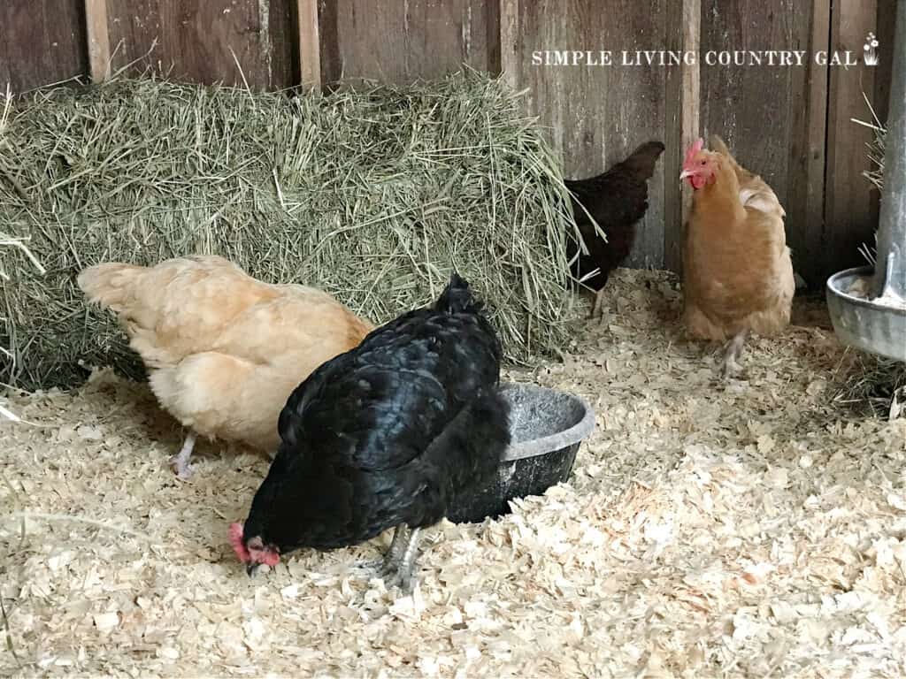 several chickens inside of a chicken coop