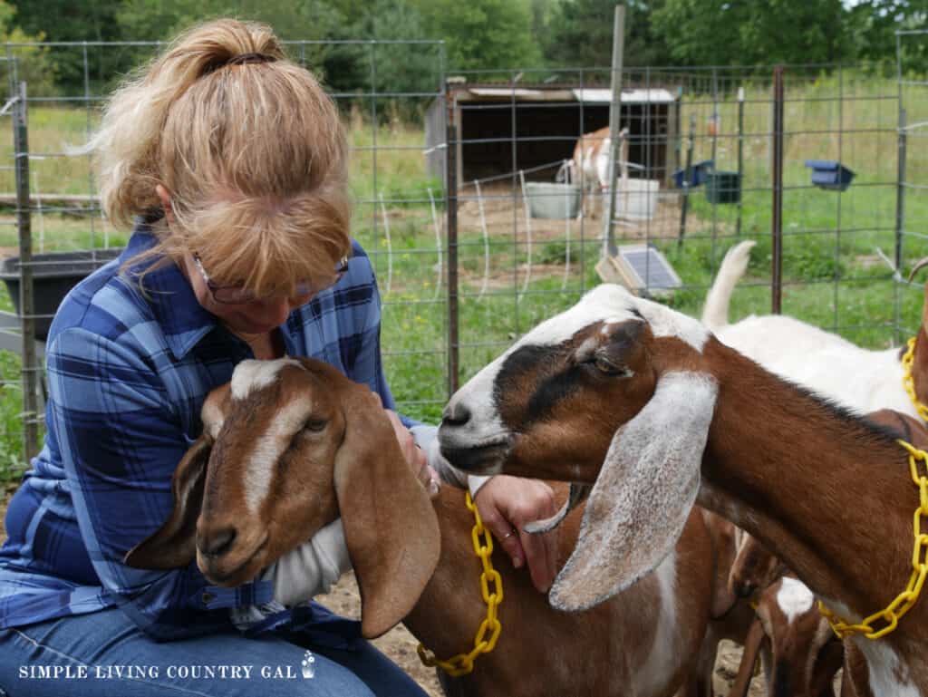 woman hugging her dairy goats