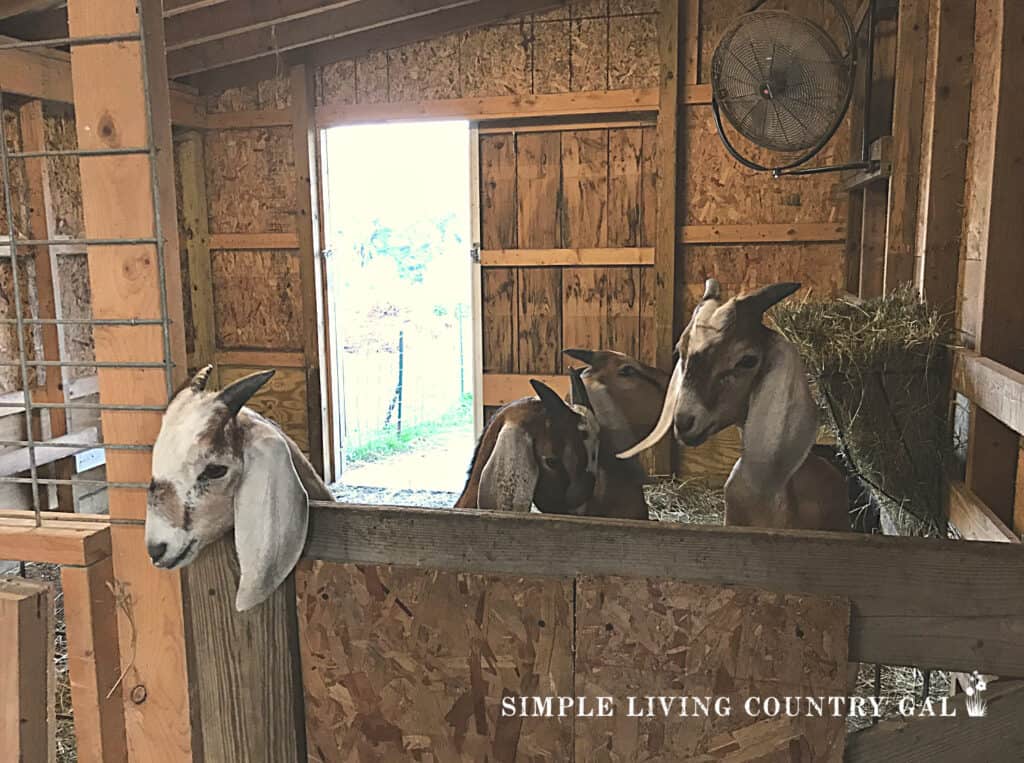 young goat kids in a barn behind a gate