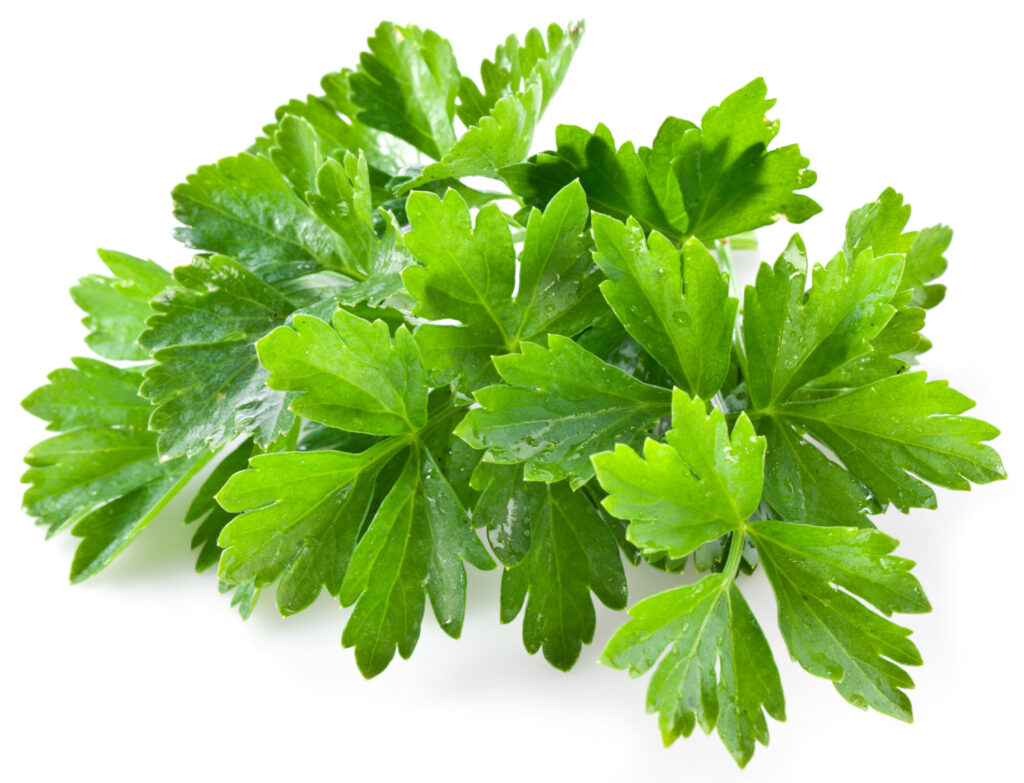 A bundle of leafy cilantro hides its controversy. Also know as coriander, this herb is delicious to some, and soapy tasting to others. 