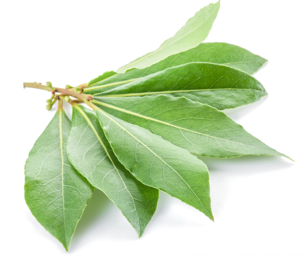 These beautiful bay leaves can be used in soups, stews, and most dishes. 