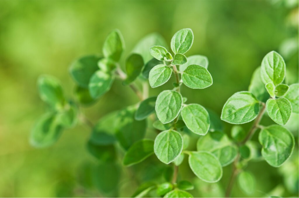 Use the fresh herb oregano to highlight any Italian or Mediterranean meals. 