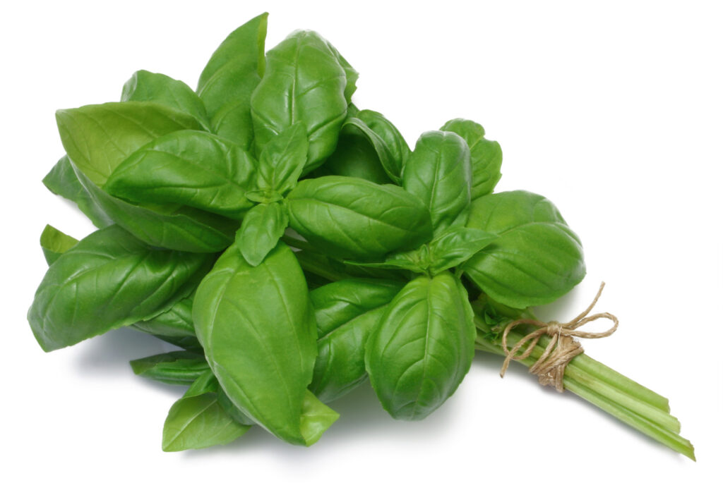 This bundle of fresh basil is leafy and green. This staple herb is great in Italian cooking. 