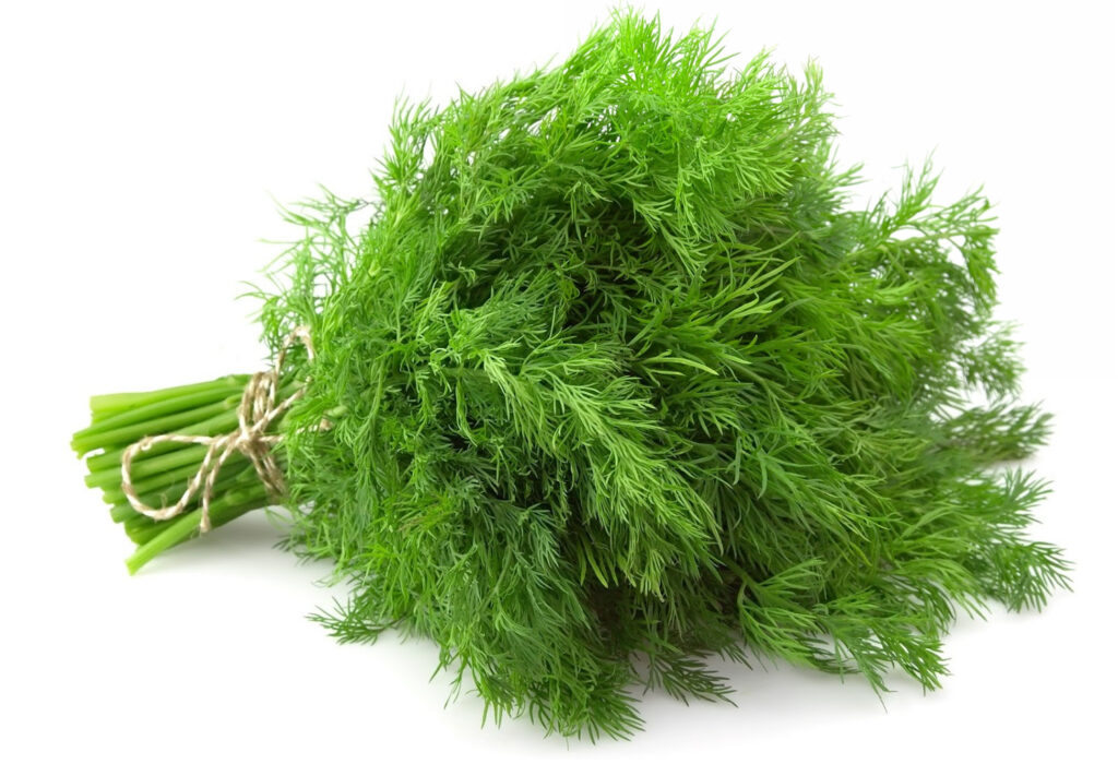 Fresh dill smells so fresh and is used on so many dishes it is a great staple herb to keep around. 
