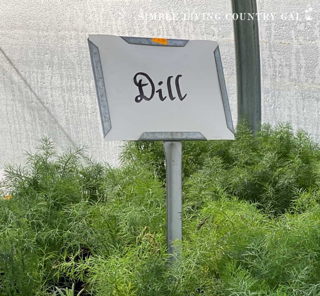 dill growing at a nursery shop with a sign that says Dill in front