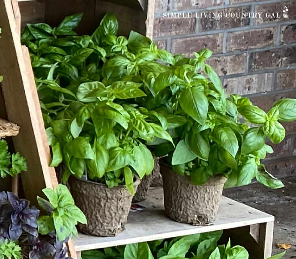 herb plants on a wood table in front of a brick building