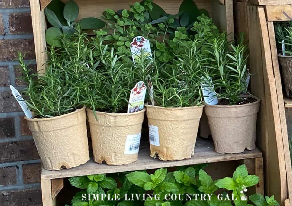 rosemary plants in pots on a wood shelf
