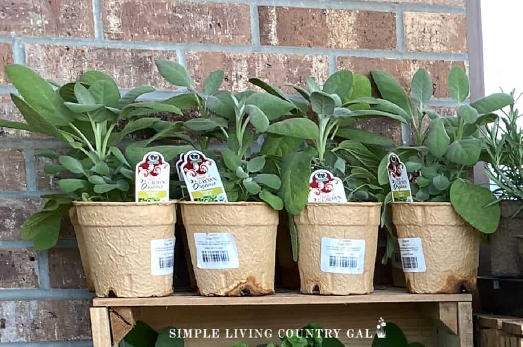 sage plants on a wood shelf in front of a brick wall
