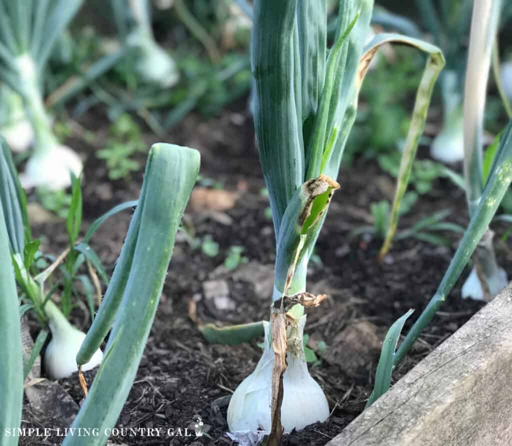 a garden bed with white onions growing copy