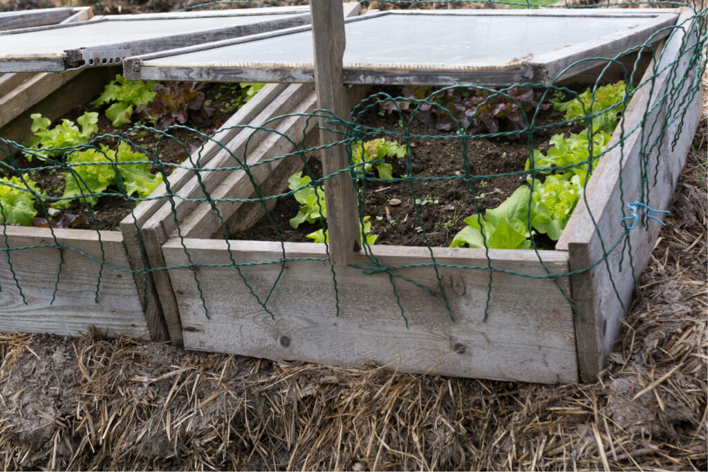 a cold frame garden propped open to ventilate