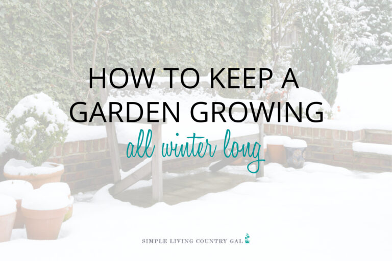 How to Grow Vegetables in the Winter