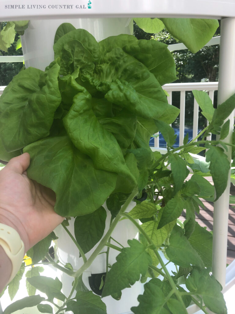 A giant leaf from a hydroponic indoor vegetable garden is as green and healthy as if it were grown outdoors. 