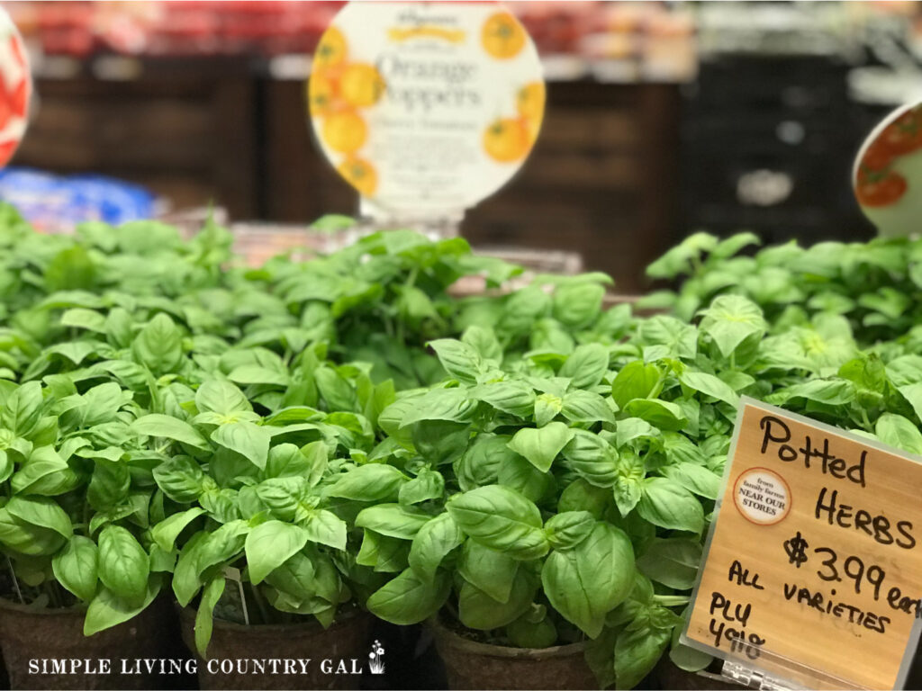 If you want a jump start on your garden, buy pre-grown starter plants and herbs for your indoor vegetable garden. 