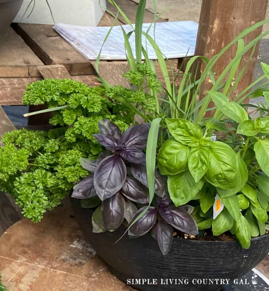 a container of herbs growing on a wooden bench