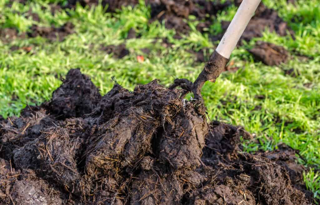 Heap of manure in the spring garden, organic farming concept