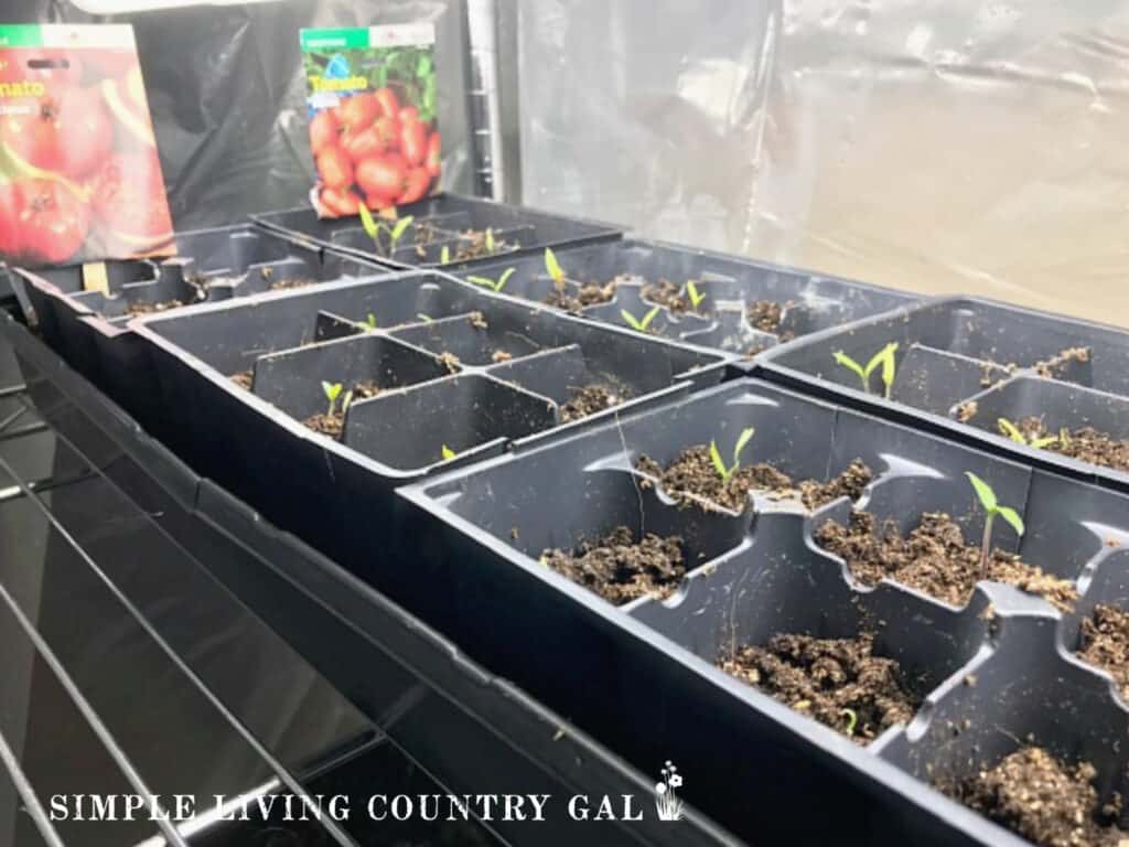 a tray of seedlings starting to grow in a black flat