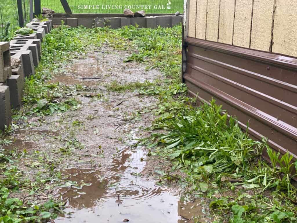 a very wet and muddy chicken run