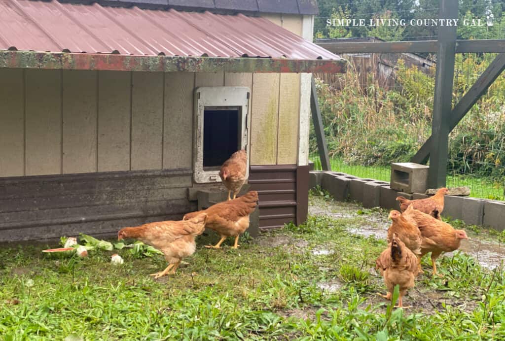 chickens in a wet chicken run scratching