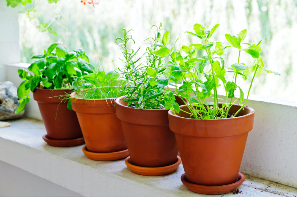 These herbs in clay pots are growing inside on a window sill. It's wonderful to have fresh herbs to cook with, even in winter. 