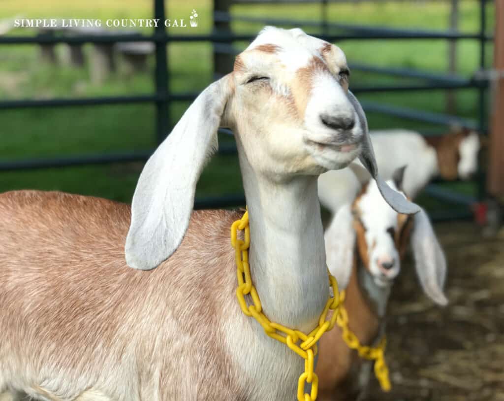 A tan goat smiling with her eyes shut