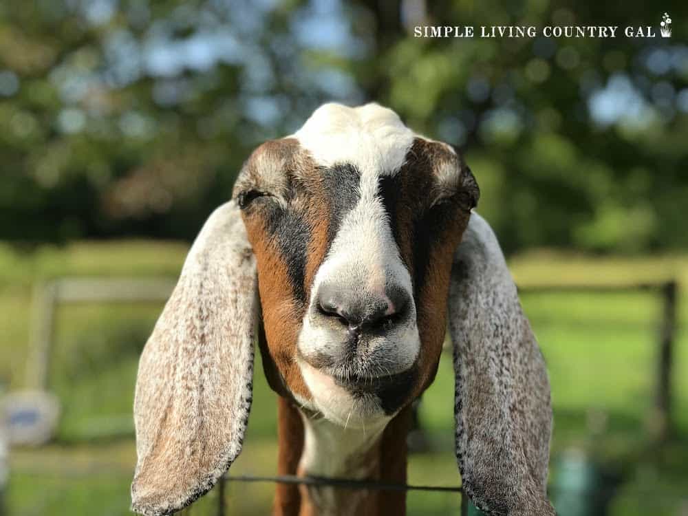 a tan and brown nubian goat smiling