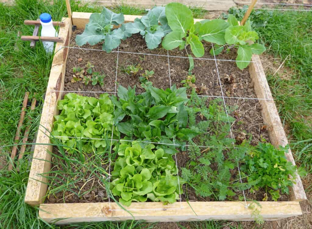 an overview of a newly planted square foot garden
