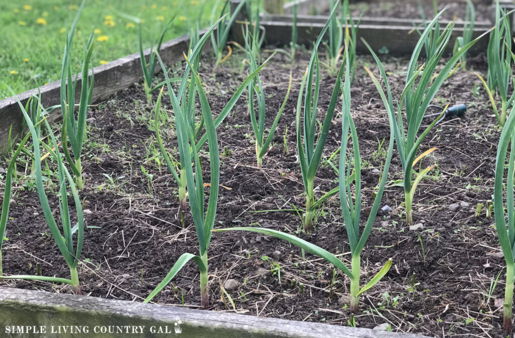 Garlic in a raised bed, in a small square-foot space. 