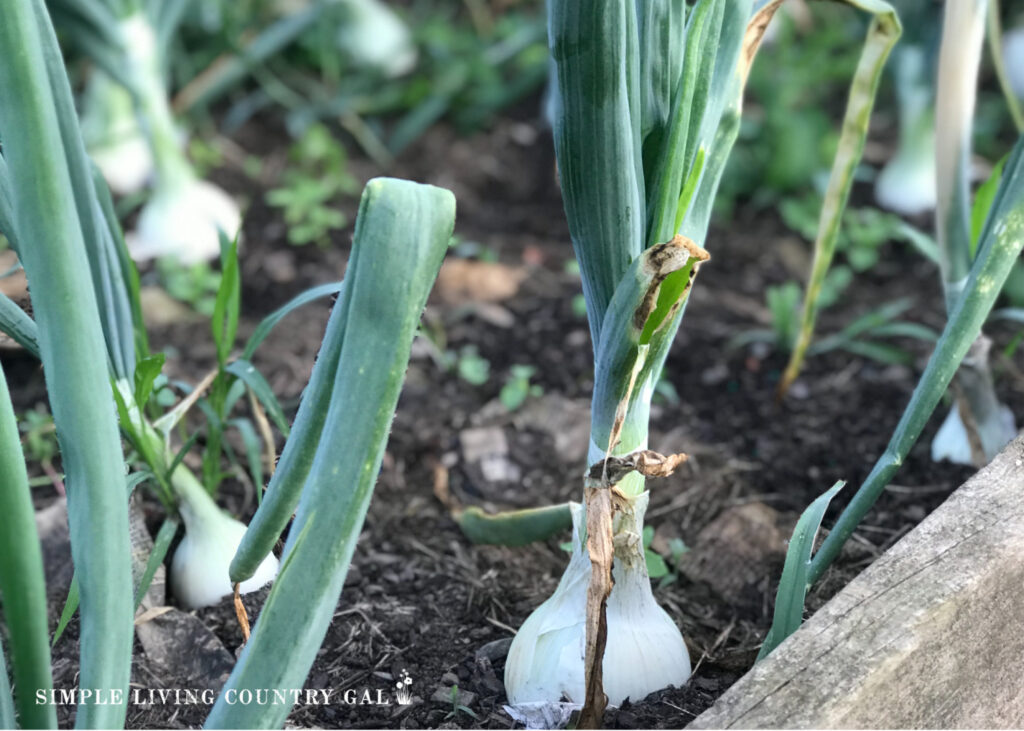 onions growing in a raised bed 