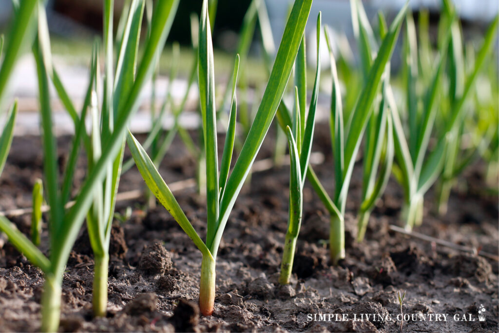 Square Foot Gardening For Beginners | Simple Living Country Gal