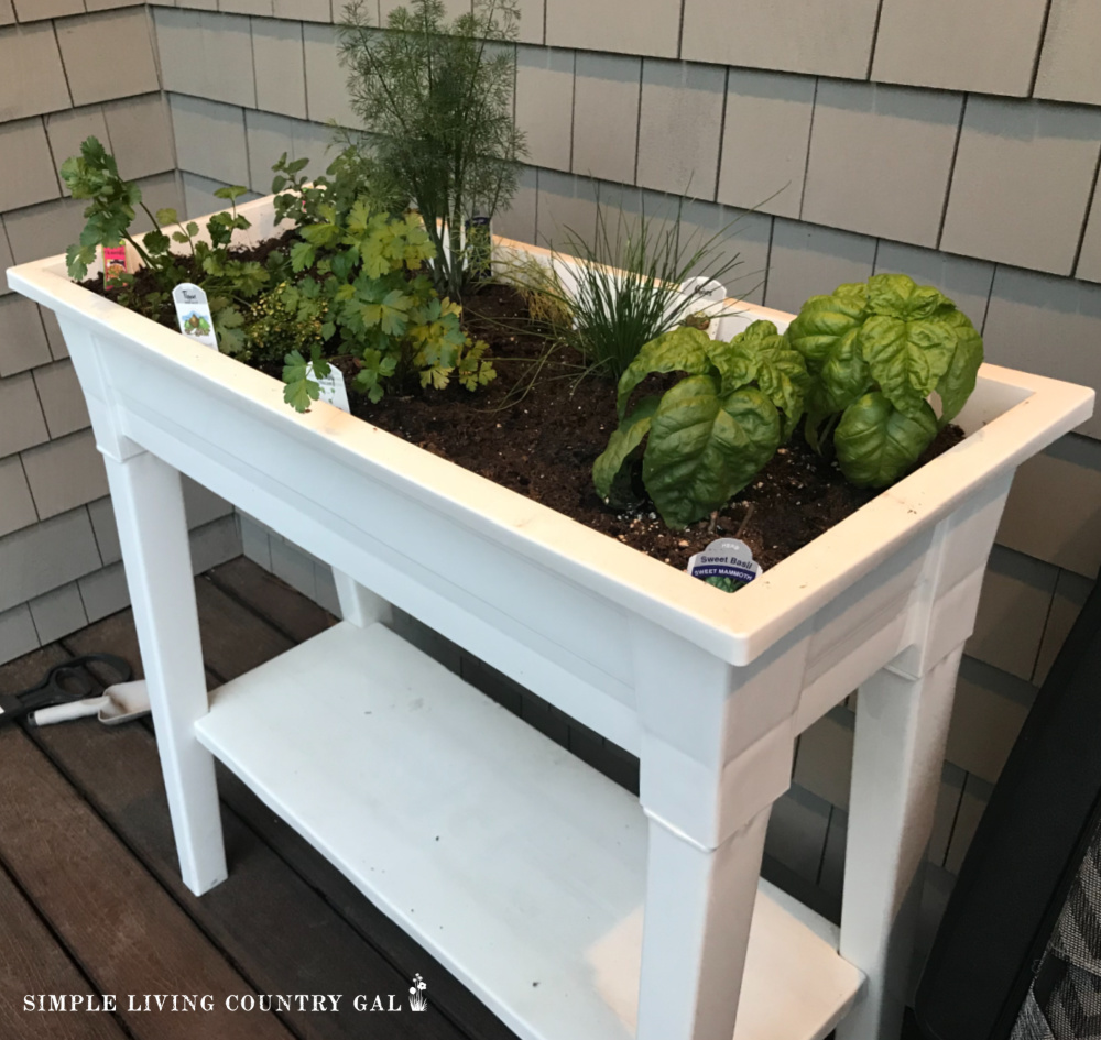 A raised bed of herbs on a porch for small square foot garden beginners. 