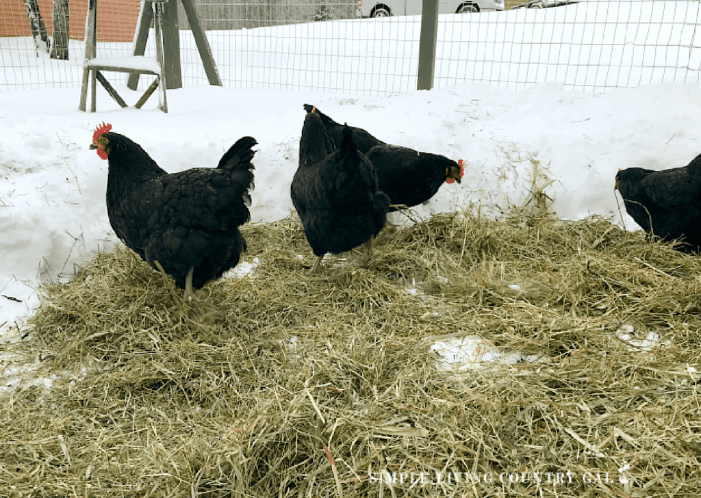 4 black chickens on a bed or hay in the winter snow